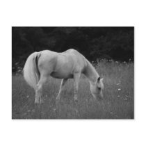 April the Arabian Post Card