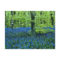 Aqua Bluebell Woods flowers Postcards