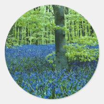 Aqua Bluebell Woods flowers Round Stickers