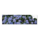 Aqua Forget-Me-Not, (Myosotis Alpestris) flowers bumper stickers