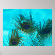 Aqua Peacock Feathers Poster