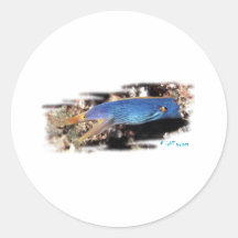 Aquarium Collection by FishTs.com Sticker