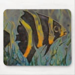 Aquarium Fish