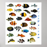 Aquarium Fish Poster posters