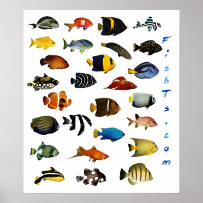 Aquarium Fish Poster by FishTsdotcom