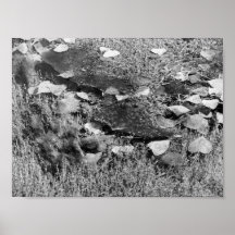 Aquatic Plants in Lincoln Park I - Colour Desatura Posters