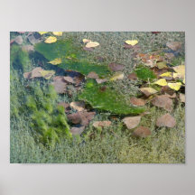 Aquatic Plants in Lincoln Park II - Standard Posters