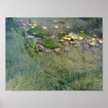 Aquatic Plants in Lincoln Park V - Standard Print