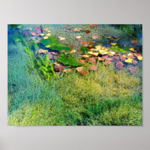 Aquatic Plants in Lincoln Park VI - Colour Saturat Print