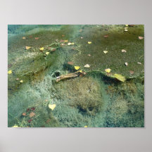 Aquatic Plants in Lincoln Park VIII - Standard Posters