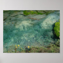 Aquatic Plants in Lincoln Park XI - Standard Print