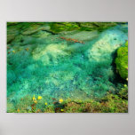 Aquatic Plants in Lincoln Park XII - Color Saturat Print