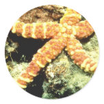 Aquatic Sticker