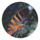 Aquatic Stickers