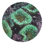Aquatic Stickers