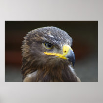 Aquila nipalensis posters