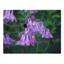 Aquilegia and Bee Post Cards