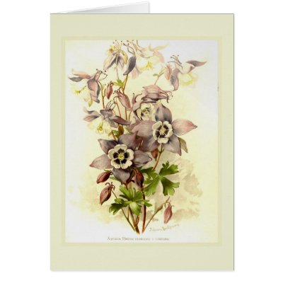 Aquilegia Card by Botany_Boy