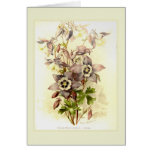 Aquilegia cards
