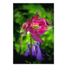 Aquilegia Photo Print