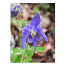 Aquilegia Post Card