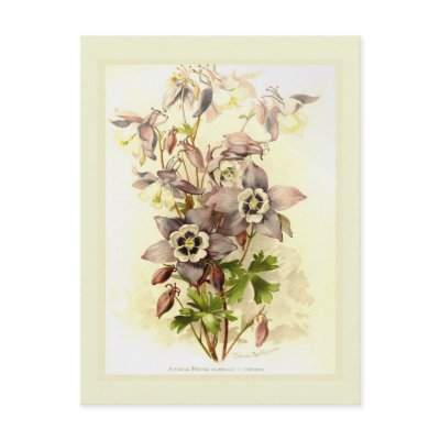 Aquilegia Postcards by Botany_Boy