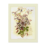 Aquilegia postcards