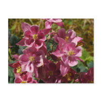 Aquilegia vulgaris postcards