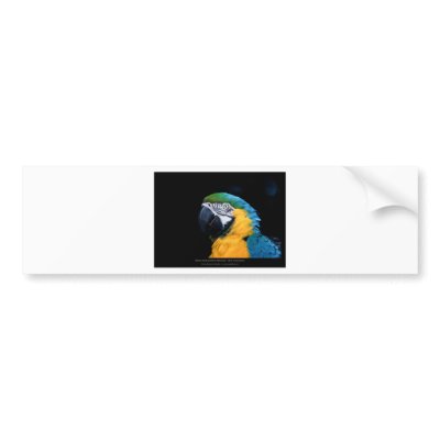 Ara ararauna - Blue-and-yellow Macaw  01 Bumper Stickers by brazilianbirds