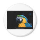 Ara ararauna - Blue-and-yellow Macaw  01 magnets