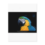 Ara ararauna - Blue-and-yellow Macaw  01 postcards