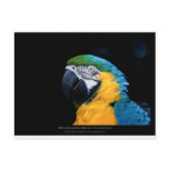 Ara ararauna - Blue-and-yellow Macaw  01 Post Cards
