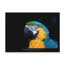 Ara ararauna - Blue-and-yellow Macaw  01 Post Cards