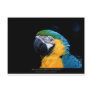 Ara ararauna - Blue-and-yellow Macaw  01 Post Cards