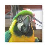 Ara Parrot Refrigerator Magnet