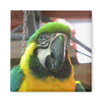 Ara Parrot Refrigerator Magnet