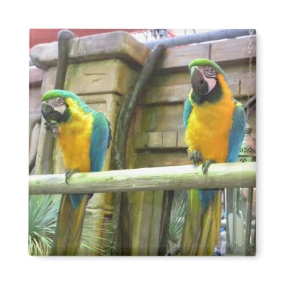 Ara parrot magnets by claudiafriday
