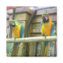 Ara parrot magnets