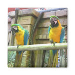 Ara parrot magnets