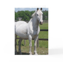 Arab Horse Greeting Card