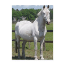 Arab Horse Postcard