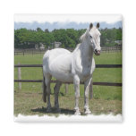 Arab Horse Square Magnet