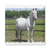 Arab Horse Square Magnet