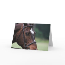 Arab Horse with White on Face Greeting Card
