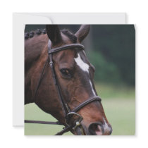 Arab Horse with White on Face Invitations