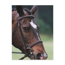 Arab Horse with White on Face Postcard