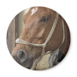 Arab Horses Magnet