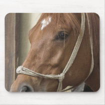 Arab Horses Mouse Pad