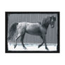 Arab Prance Postcards