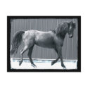 Arab Prance Postcards